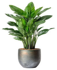 PNG Cast iron plant houseplant leaves leaf.