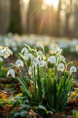 Obraz premium A cluster of snowdrops growing in a green grassy area, often used as a symbol of hope and renewal