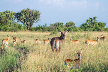 Fototapeta premium Common waterbuck with impressive horns Queen Elizabeth Park, Uganda