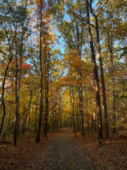 autumn in the forest