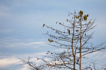 Wallaces Hawk Eagle in bare tree