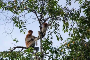 Adult female proboscis monkey with juvenile