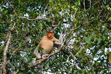 Dominant male proboscis monkey