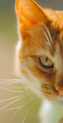 portrait of a cat with eyes