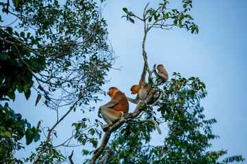 Proboscis monkey family in treetop © karenfoleyphoto