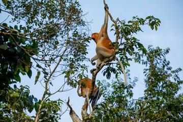 Alerting male proboscis monkey