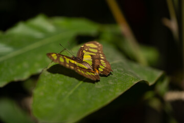 butterfly perched on a leaf