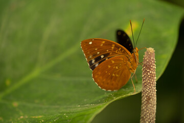 butterfly perched on a leaf and a flower