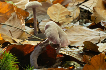 Mushroom in autumn leafs