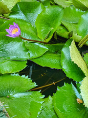 In a serene pond, a beautiful purple flower stands out, gracefully surrounded by vibrant green...