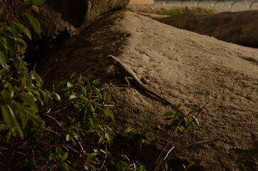 Lagarto, Lagartixa na pedra, tomando sol