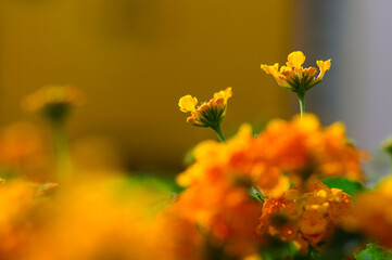 Vibrant clusters of orange and yellow flowers basking in the warm sunlight on a summer afternoon