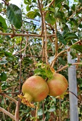 Granatäpfel am Baum auf La Gomera