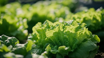 Close-up view of a green lettuce plantation.
