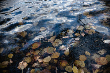 fallen leaves on the water, autumn background