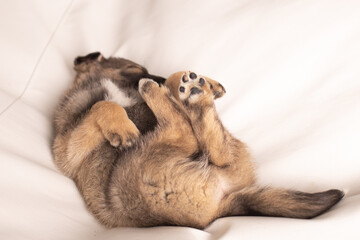 A small puppy lies on a white sofa