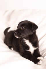 A small puppy lies on a white sofa