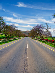 Vertical view of flower-lined road with red and white roses on both sides, Robertson, Western Cape, South Africa