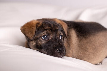 A small puppy lies on a white sofa