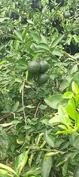 Citrus plant with green fruits, agriculture, plants, vegetation.