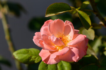 Obraz premium Delicate peach rose blooms gracefully under soft sunlight in a serene garden setting