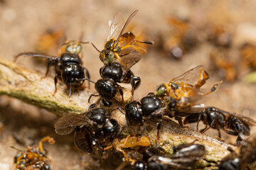 Lestrimelitta limao fighting Tetragonisca angustula
