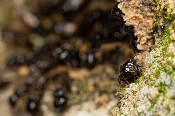 Lestrimelitta limao invading honeycomb