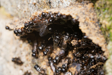 Stingless bees invading honey comb, Lestrimelitta limao invading Tetragonisca angustula