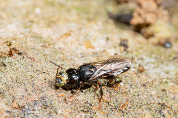Lestrimelitta limao resting with heads of of T. angustula biting an antenna and a leg