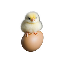 White fluffy chick inside cracked eggshell
