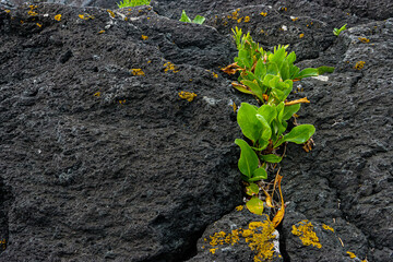 Volcanic rock with green plant