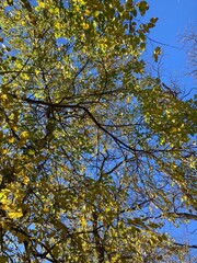 Obraz premium autumn leaves against sky