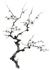 Obraz premium PNG Sakura tree blossom black white.