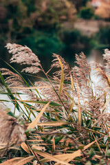 Golden and green spiked reeds sway in the wind with a blurred, nature-filled background. The image captures the serene, windy essence of autumn in an outdoor setting. 


