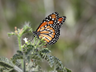Borboleta Monarca