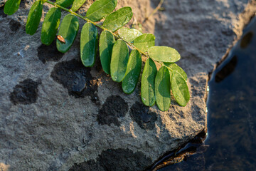 Close-up of wet acacia leaves with water droplets on a rough stone surface near a body of water, illuminated by soft sunlight, creating a natural contrast between textures and light reflections.

