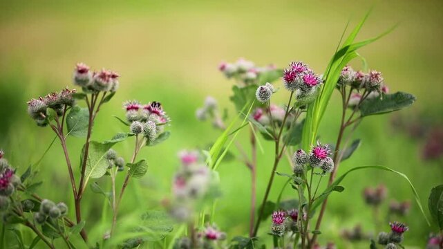 Beautiful blooming thistle flowers and bumble bee flying over it.