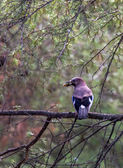 Eurasian jay on a branch with oak acorn