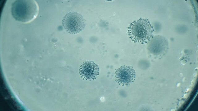 A close-up examination reveals numerous viruses suspended in liquid on a glass slide, showcasing intricate details useful for scientific study.