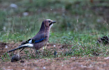  Eurasian Jay (garrulus glandarius) foraging for acorns