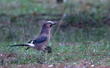  Eurasian Jay (garrulus glandarius) foraging for acorns