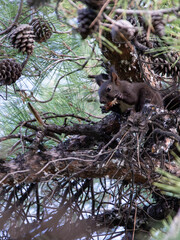  Red Squirrel (Sciurus vulgaris) sitting on a tree branch and holding in paws a pine cone