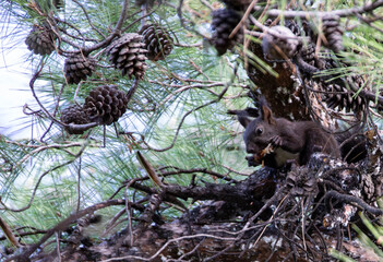  Red Squirrel (Sciurus vulgaris) sitting on a tree branch and holding in paws a pine cone