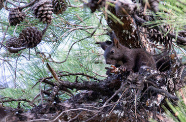  Red Squirrel (Sciurus vulgaris) sitting on a tree branch and holding in paws a pine cone