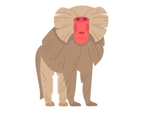 Standing baboon with a red face and fur details, facing forward. Perfect for zoo themes, educational content, and nature illustrations. Vector illustration isolated on white background