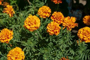 yellow and orange flowers
