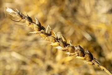 wheat spikelet on a blurred background of straw