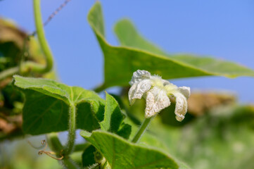 Delicate white flower blooming amidst lush green leaves under a clear blue sky in a serene garden setting
