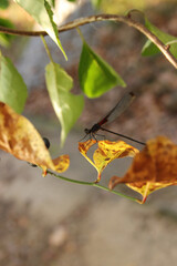 Damsel fly on leaf