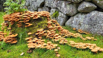 a stump overgrown with mushrooms